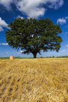 wheat field and oak in an agricultural field photo