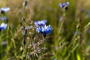 cornflowers on the field photo