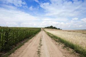 Green corn field photo