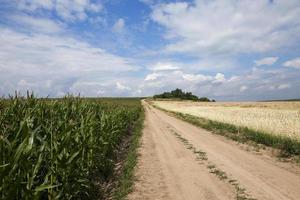 Green corn field photo