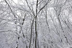 winter forest with trees without foliage photo