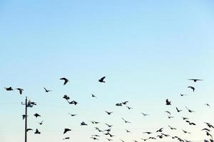 birds flying in the sky photo