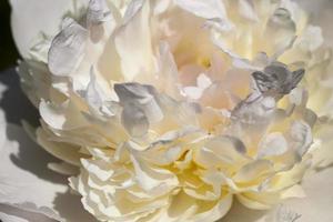 white peonies blooming in the summer photo