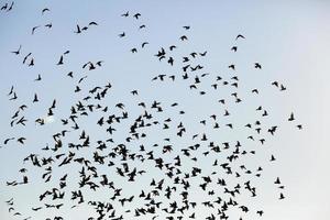 pájaros volando en el cielo foto