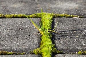 old Bricks and grass photo