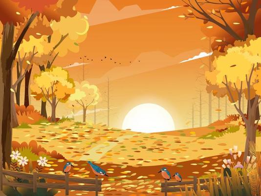Autumn landscape wonderland forest with grass land, Mid autumn natural in orange foliage, Fall season with beautiful panoramic view with sunset behind mountain and maples leaves falling from trees
