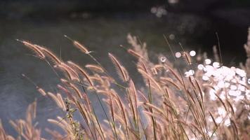 Close up of natural meadow flower with sunlight bokeh reflection on water background video