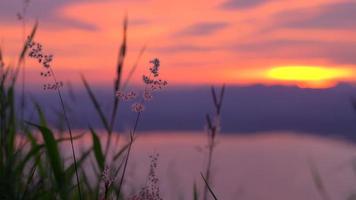 Close up beautiful meadow flower over the sunset sky background. spring and summer natural concept