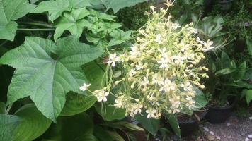video of clerodendrum paniculata 'alba' blooming in the garden during the rainy season.
