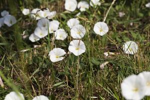 flores blancas que crecen en primavera y verano foto
