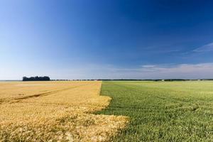 green wheat and yellow rye fields photo