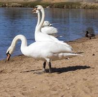 beautiful waterfowl Swan on the lake in the spring photo
