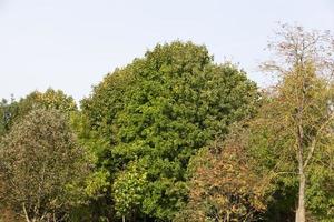 mixed forest, close up photo