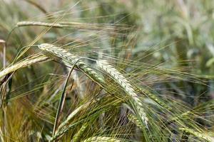 ears of rye close up photo