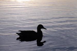 patos de aves acuáticas en primavera o verano, aves silvestres de aves acuáticas foto