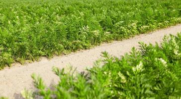 Field with carrot photo