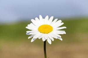 camomile flower close-up photo