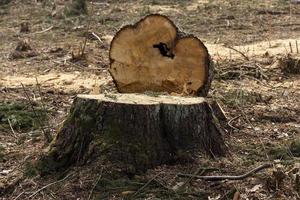 la tala de árboles para la extracción de madera foto