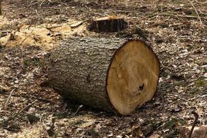 cutting down trees for timber harvesting photo