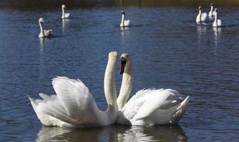 couple Swan in spring photo