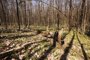 spring wood close up photo