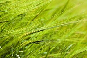 green wheat close up photo