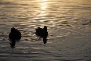 waterfowl in the wild photo