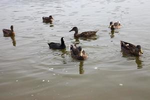 patos salvajes en la naturaleza foto