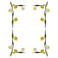 Rectangular frame made of white and yellow daffodils. Decorative element with flowers on white background for your design vector