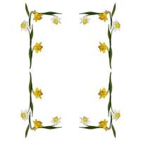 Rectangular frame made of white and yellow daffodils. Decorative element with flowers on white background for your design vector