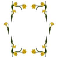 Rectangular frame made of yellow daffodils. Decorative element with flowers on white background for your design vector