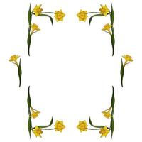 Rectangular frame made of yellow daffodils. Decorative element with flowers on white background for your design vector