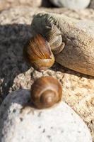 grape snail crawling on its territory photo