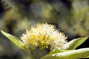 deciduous trees in the summer photo