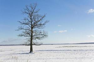 trees in the winter photo