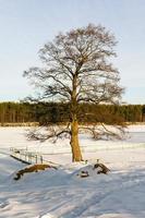 trees in the winter photo