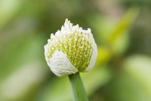 blooming onion for seed harvest photo