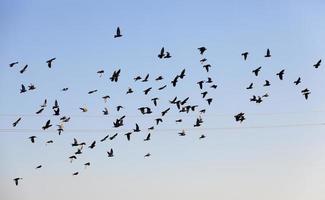 a large number of birds against the sky photo