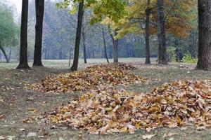 cleaning fallen leaves in heaps photo