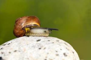 grape snail crawling on its territory photo