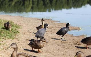 entorno natural para la vida de las aves silvestres, en vivo foto