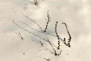 snow cover the grass and dry plants photo