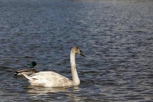 white lone Swan floating on the water photo