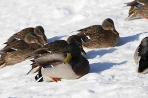 los patos se sientan en la nieve en la temporada de invierno, clima frío y helado foto