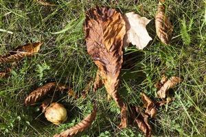 Leaves on the grass photo