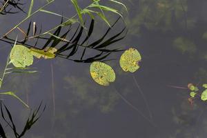 dirty water in a lake or river photo