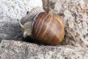 common wild snail crawling on rocks and illuminated by sunlight photo