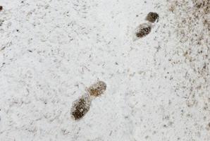 Footprints of a man photo