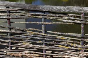 tree branches, close up photo