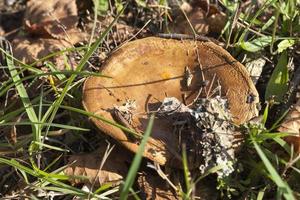 Mushroom on forest photo